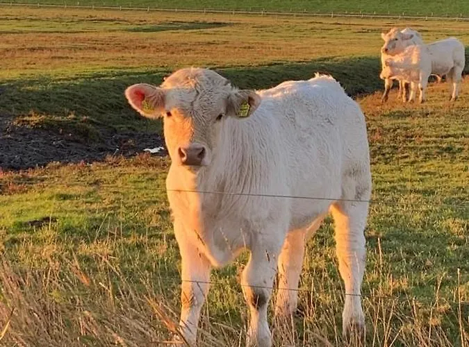 Pit Am Nordseedeich 公寓